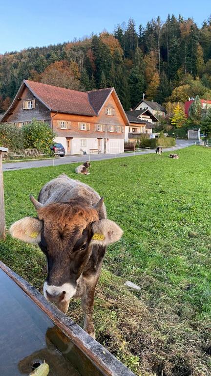 Willkommen im Rustico - Deinem Rückzugsort zwischen Bergen und Bodensee — photo 1