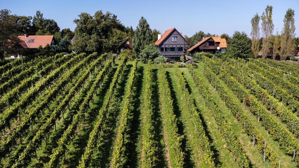 SCHILCHERLANDLEBEN - Weingartenhaus photo 3