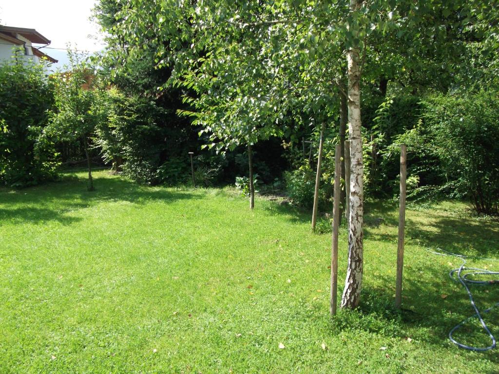 Sagzahnblick 2 photo 2