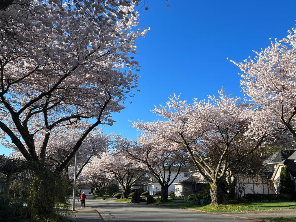 Bloom House 樱花民宿 — photo 1