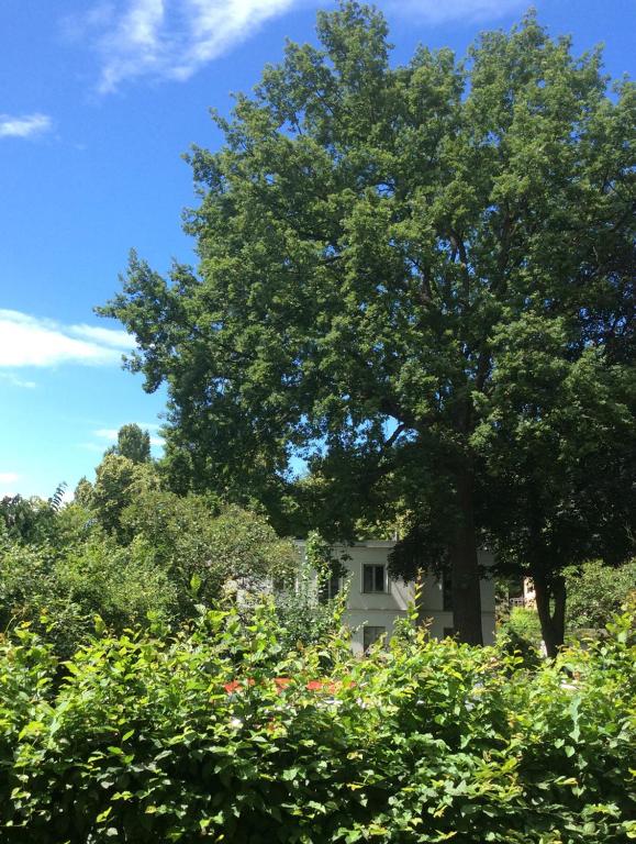 Zur Eiche Potsdam — photo 1