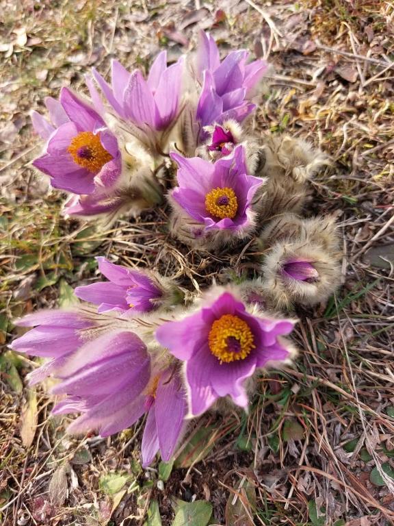 Apartamento playa Canteras y piscina — photo 1