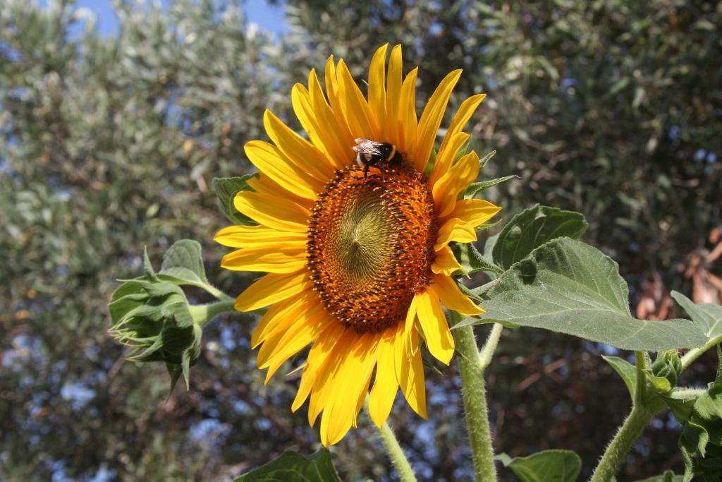 Sunflower — photo 1