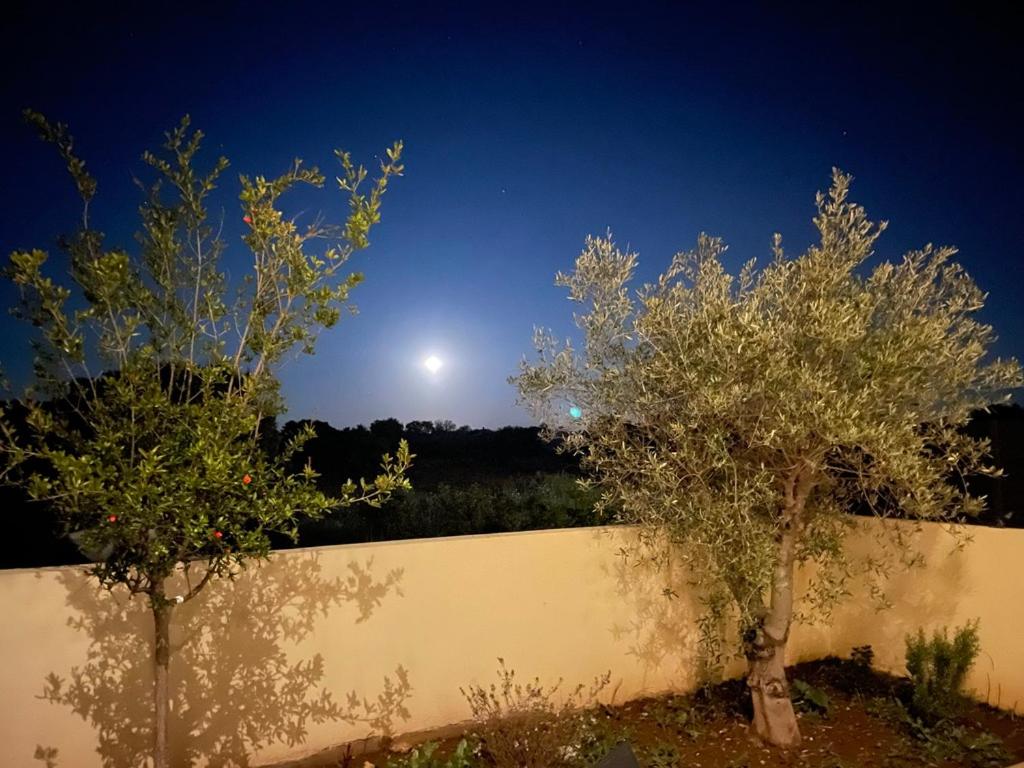 Zaton-Nin Holidays - Olive Apartment photo 3