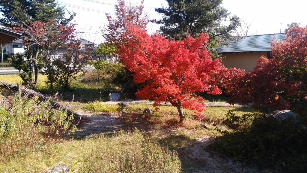 Wakihonjin — photo 1