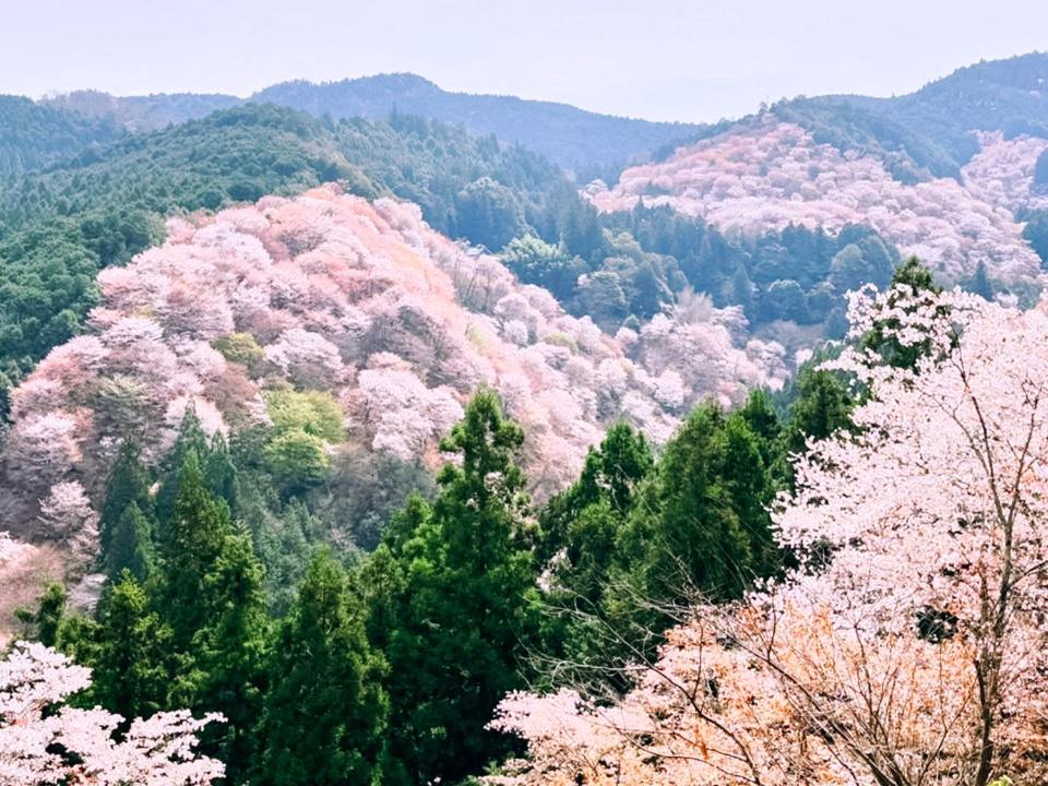 Yado Charinko photo 3