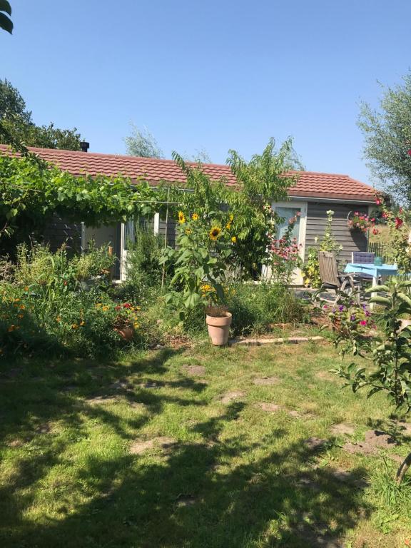 Rosa's zonnige huisje bij duinen bos en strand — photo 1
