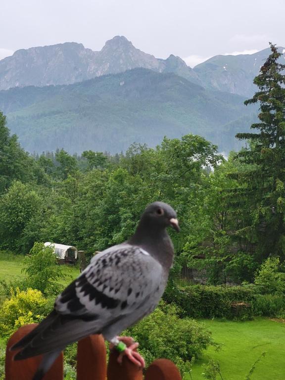 Topór Apartament widokowy z placem zabaw photo 3
