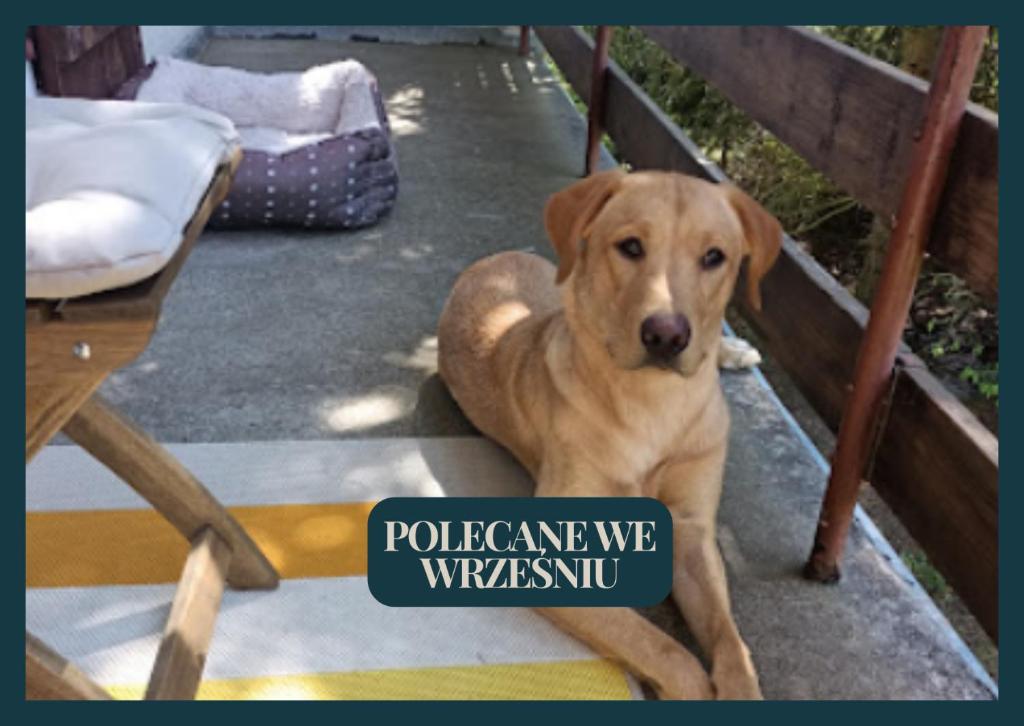 Widny Jaś zaprasza z psem nad jezioro na Kaszubach photo 3