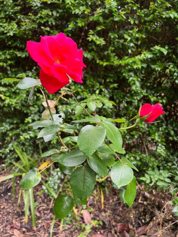 Rosa do Canto photo 2
