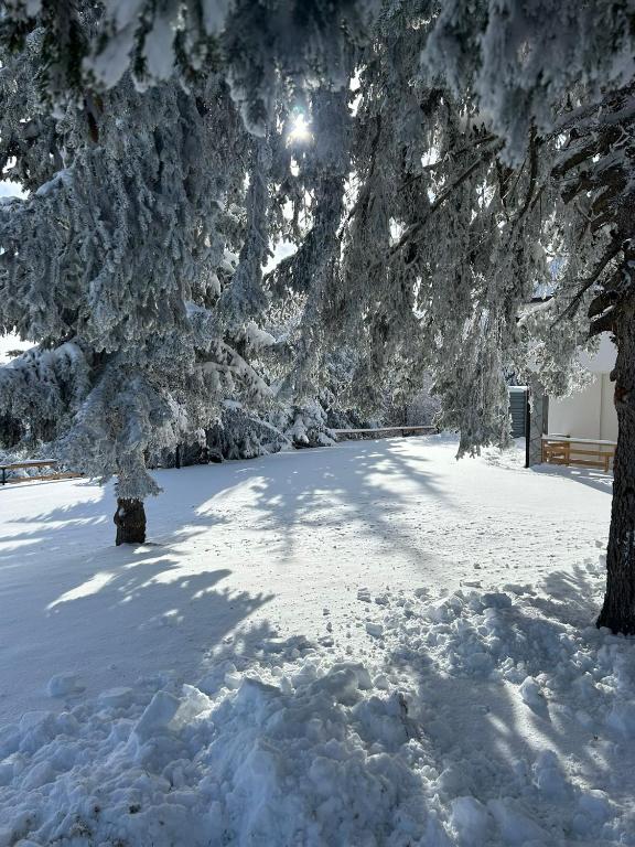 Sunčani Vrhovi Lux planina Golija photo 3