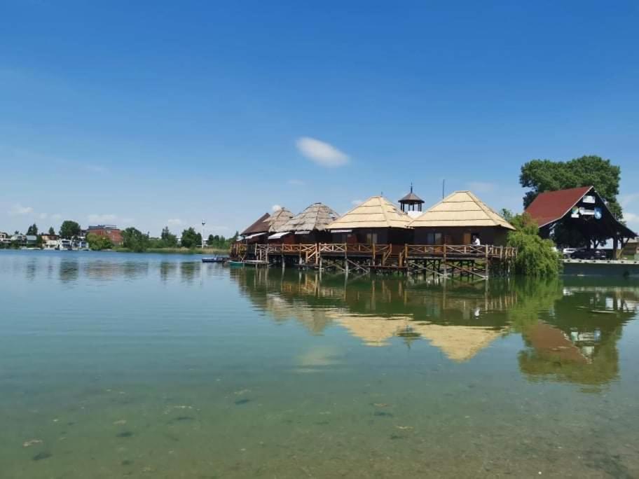 Senec vilka na jazere photo 2