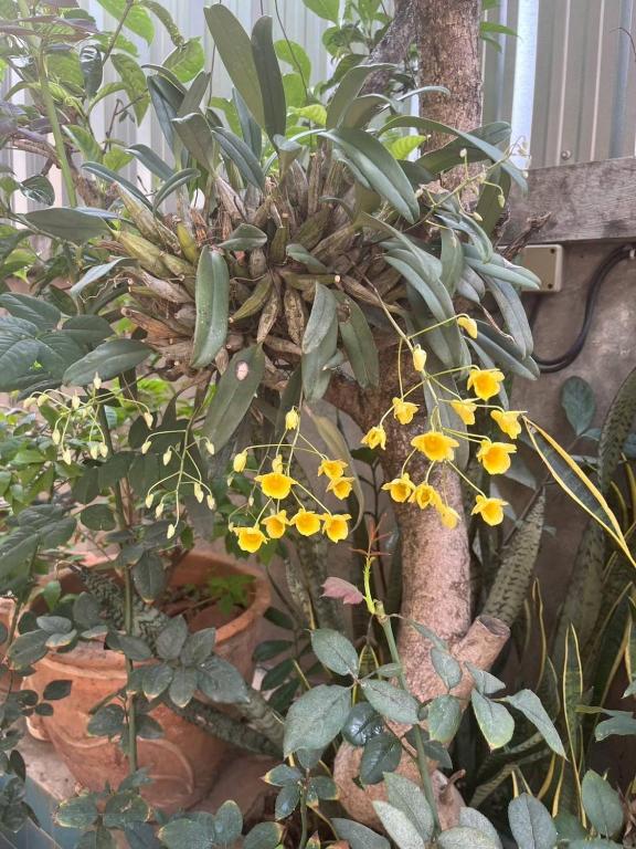 Rose Apple House photo 3