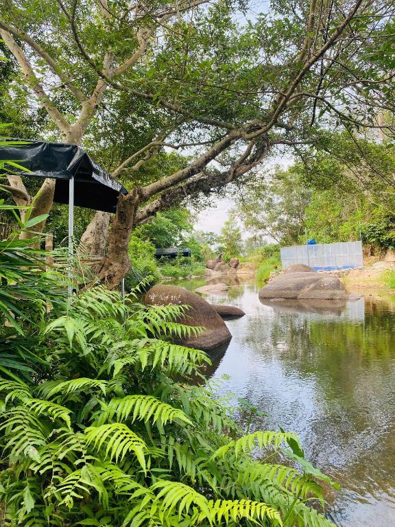 Suối Mơ Dốc Tình Glamping & Retreat photo 3
