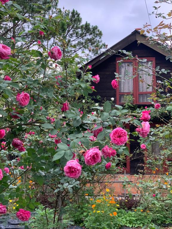 Romantic house 2 on a pine hill Dalat photo 2